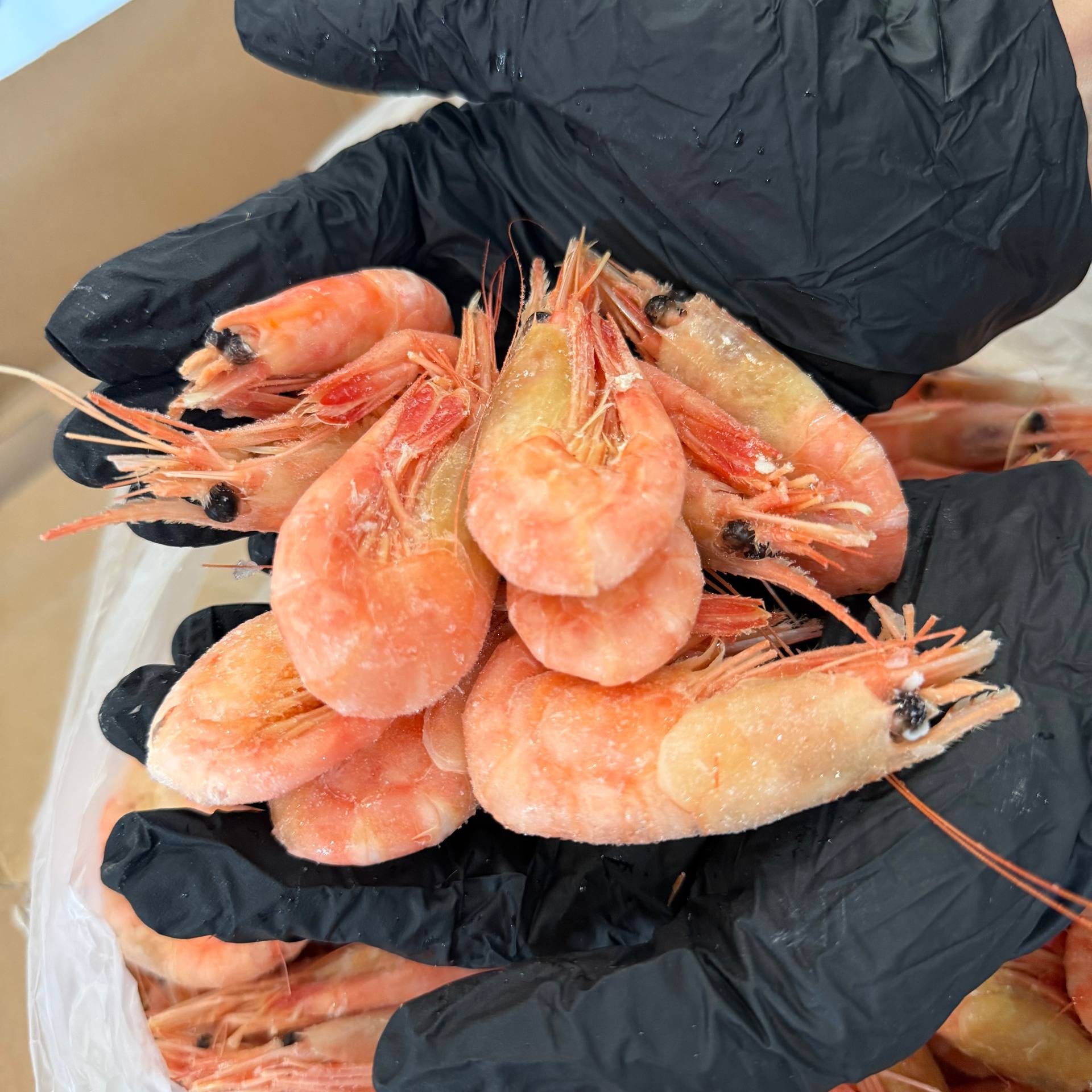 Krewetki Północne 80-100 (NORWESKIE) gotowane luz Drugie zdjęcie produktu