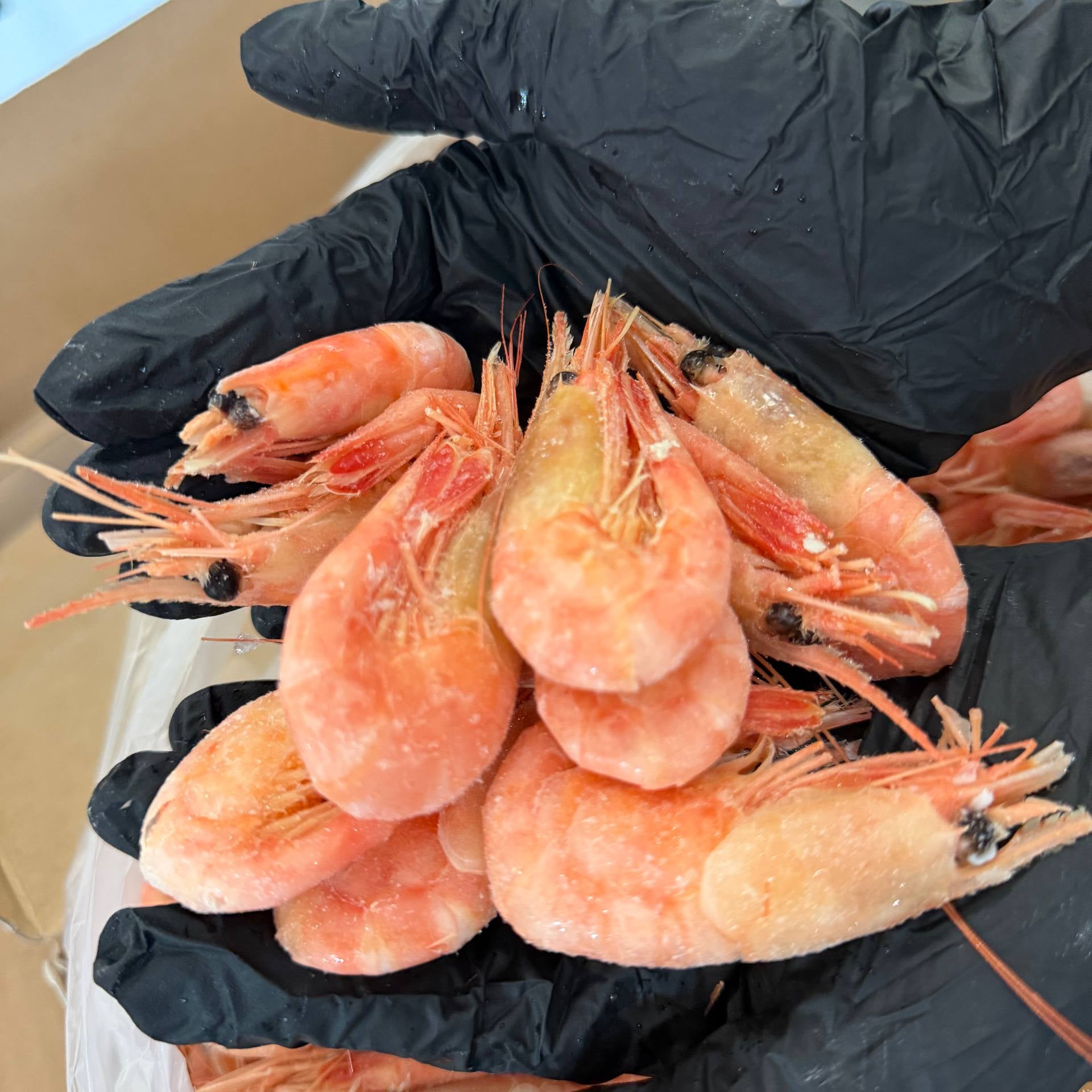 Krewetki Północne 80-100 (NORWESKIE) gotowane luz Główne zdjęcie produktu